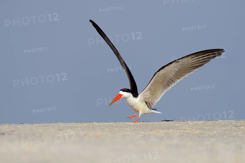 African skimmer