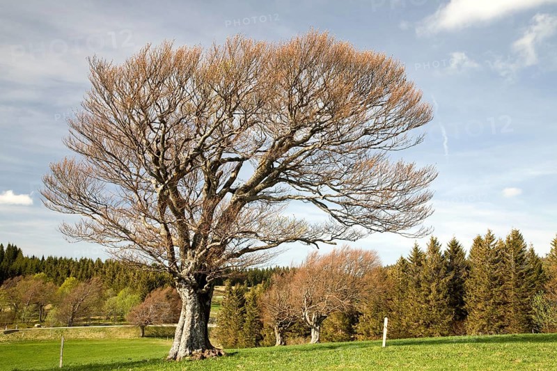 Wood pasture beech