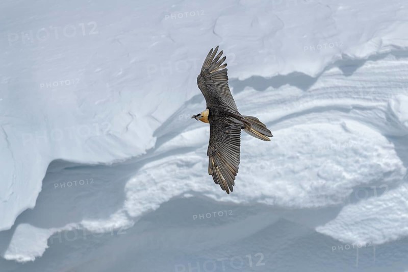 Bearded vulture