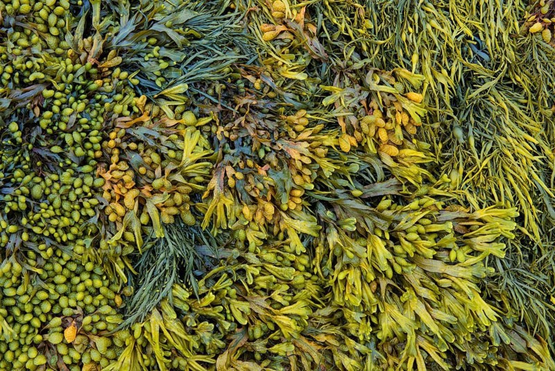 Various marine algae