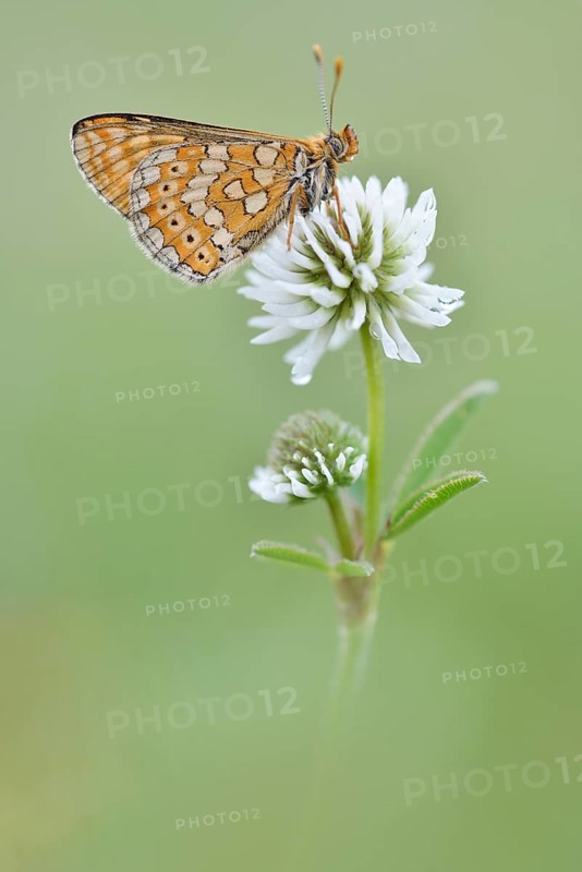 Marsh Fritillary