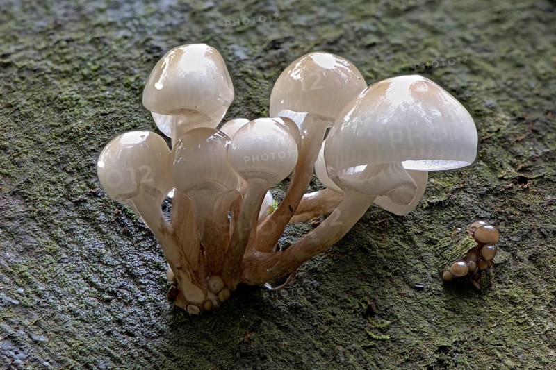 Porcelain fungi