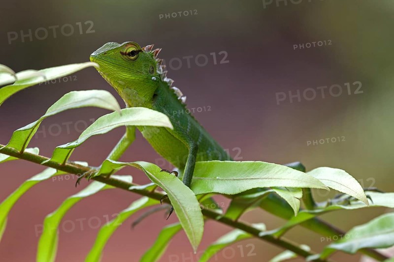 Common green forest lizard