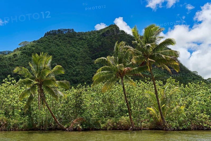 Coconut palms on lush coast