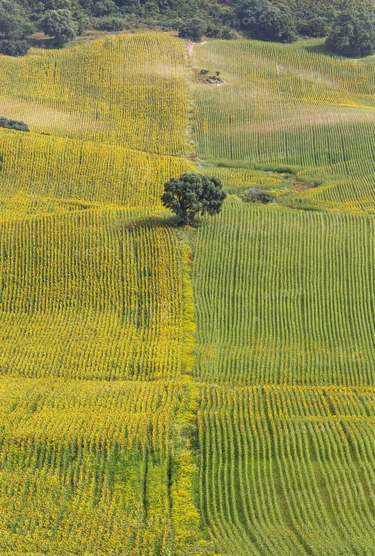 Sunflowers