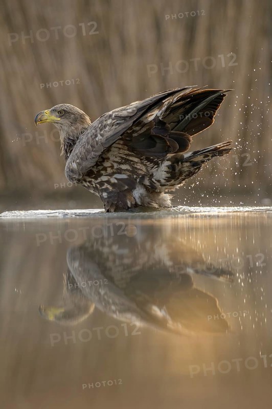 White-tailed eagle