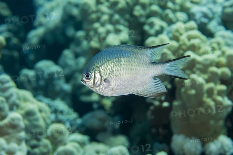Maldives damselfish