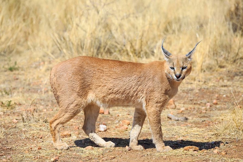 Caracal