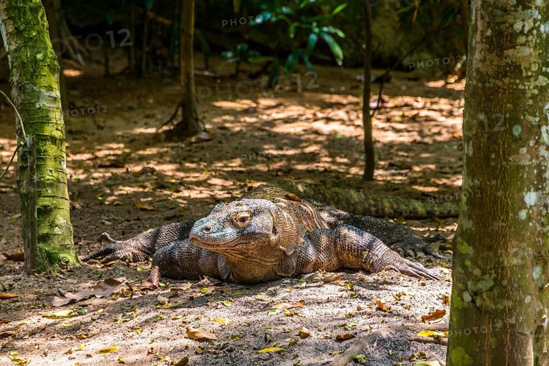 Komodo Dragon