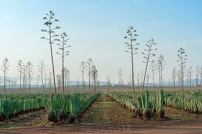 Sisal agave