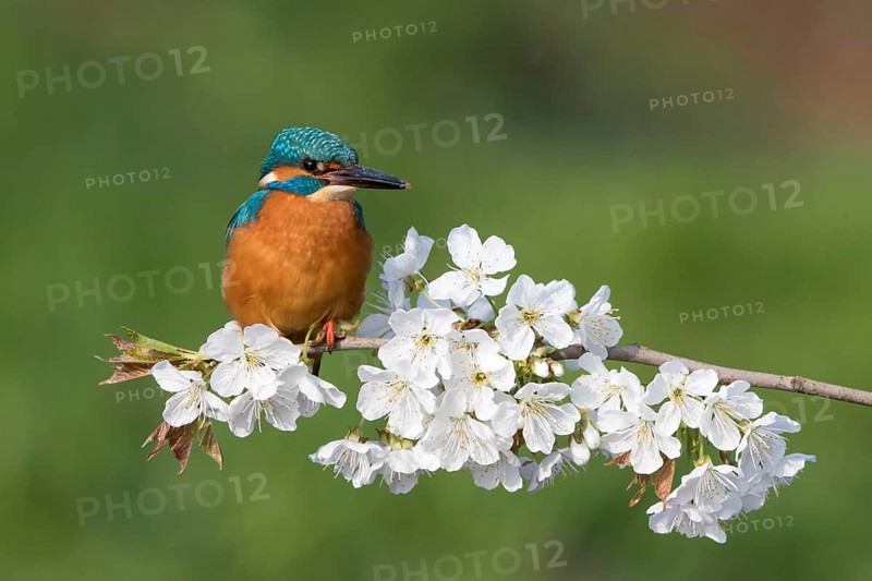 Kingfisher