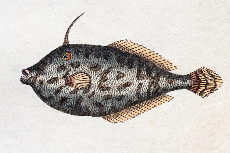Unicorn Leatherjacket