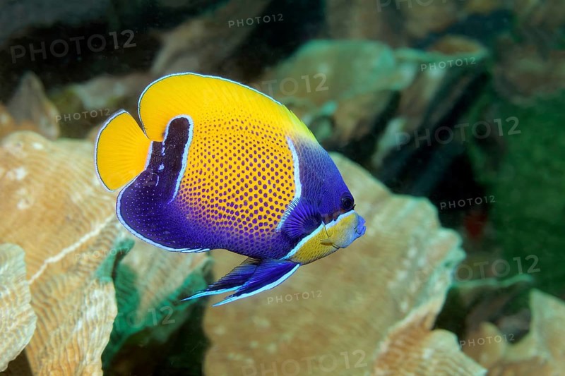 Blue-girdled angelfish