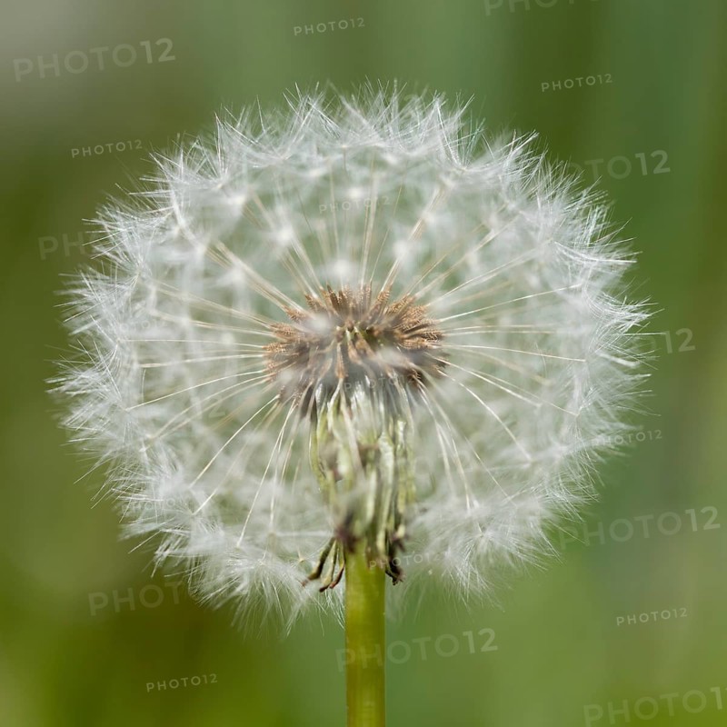 Blowball