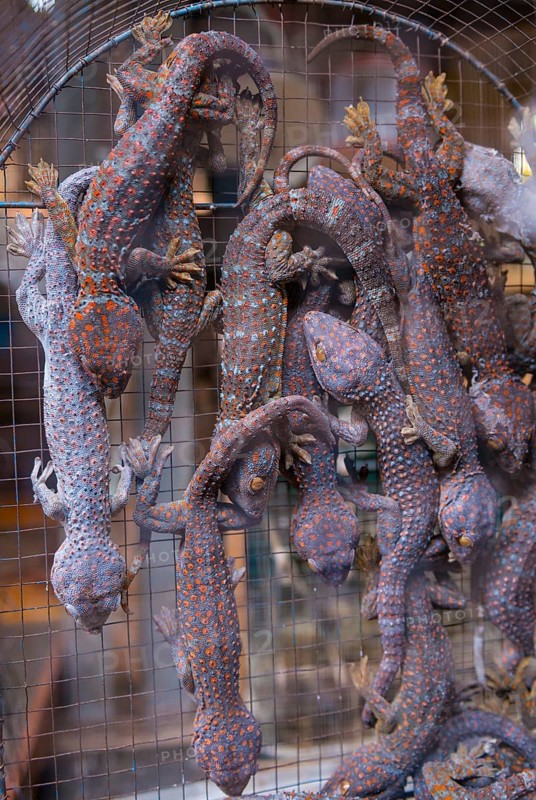 Many Geckos