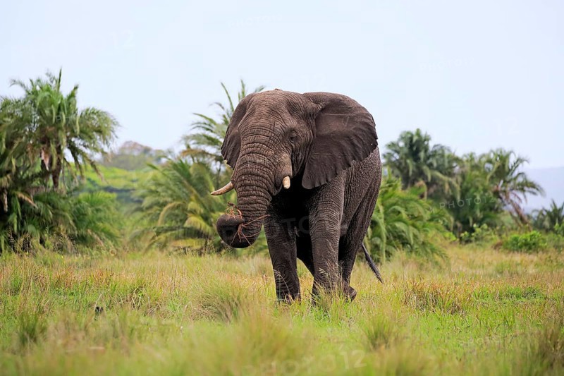 African Elephant