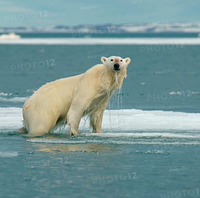Polar bear