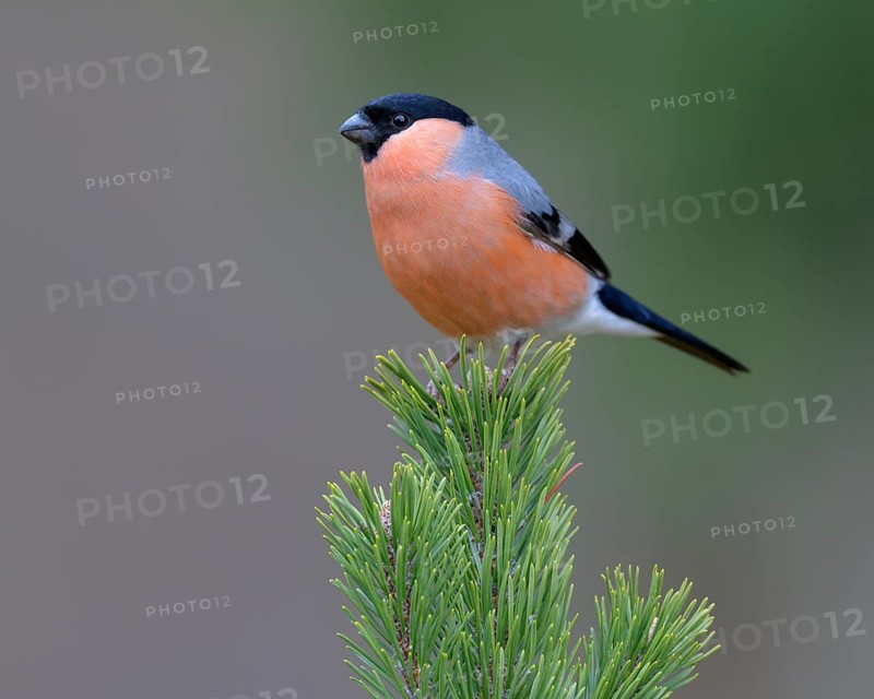 Eurasian bullfinch