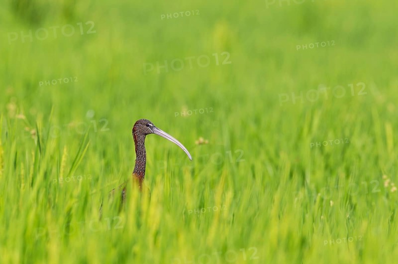 Glossy Ibis