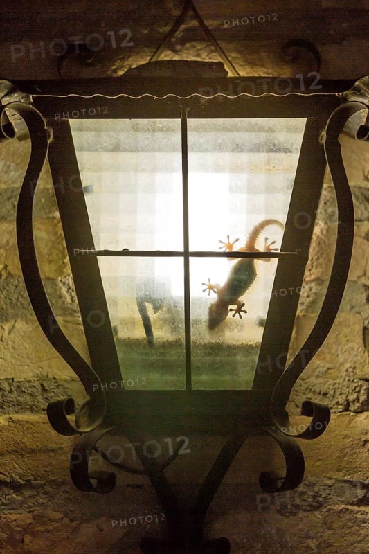 Mediterranean house gecko
