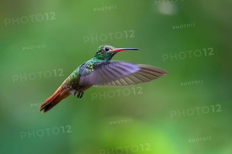 Rufous-tailed Hummingbird