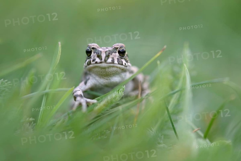 European green toad