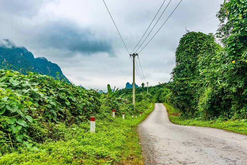 Small road through rainforest