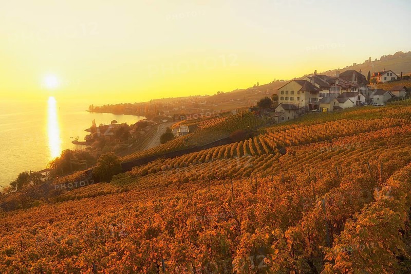 Vineyards in autumn with view of vineyard village Epesses