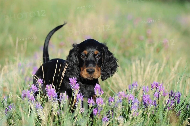Gordon Setter puppy