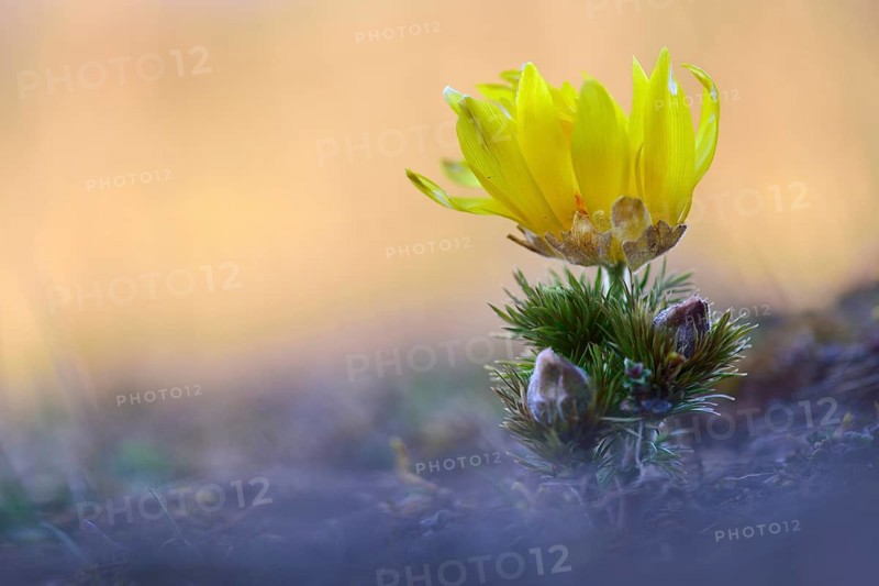 Pheasant's eye