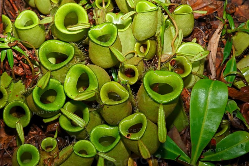 Pitcher plant