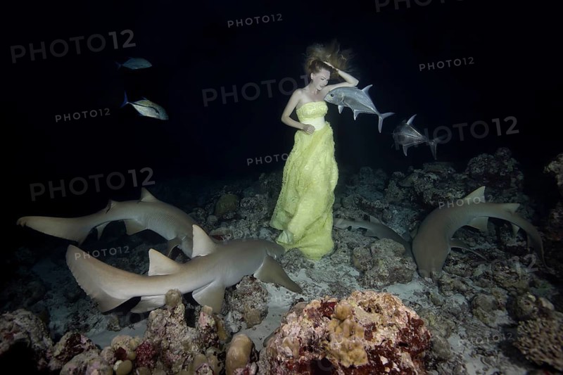 Beautiful woman in yellow dress posing underwater with Tawny nurse sharks