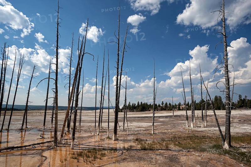 Dead Trees