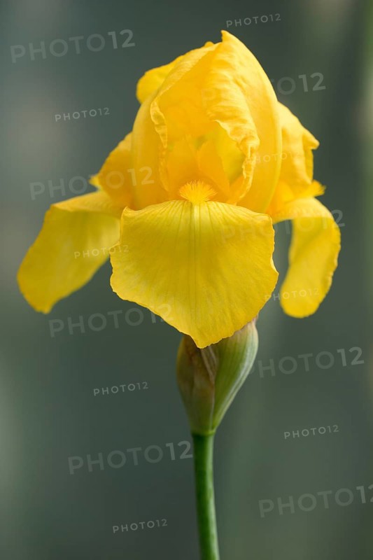 Yellow bearded iris