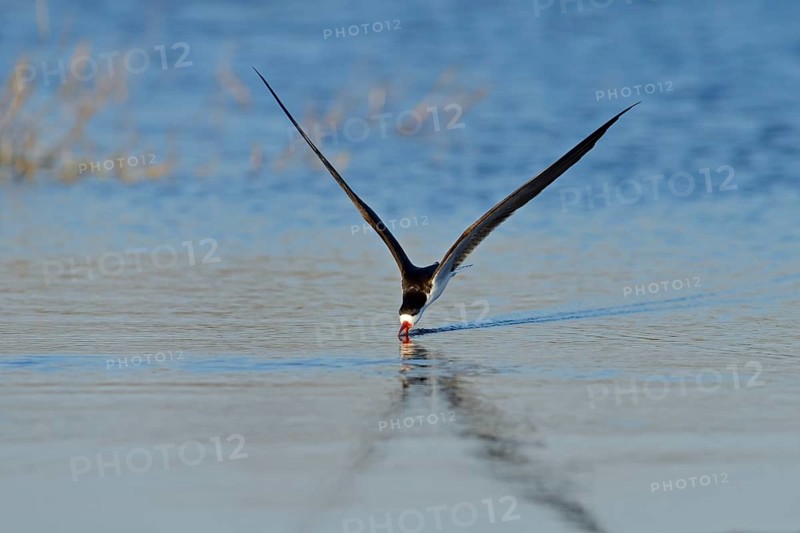 African skimmer
