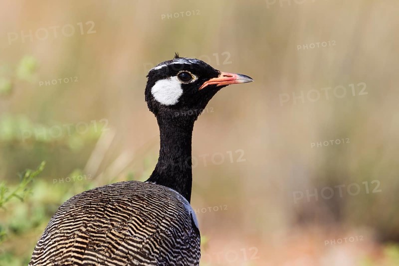 Northern Black Korhaan
