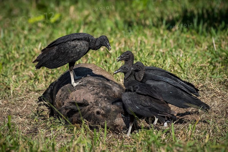 Black Vultures