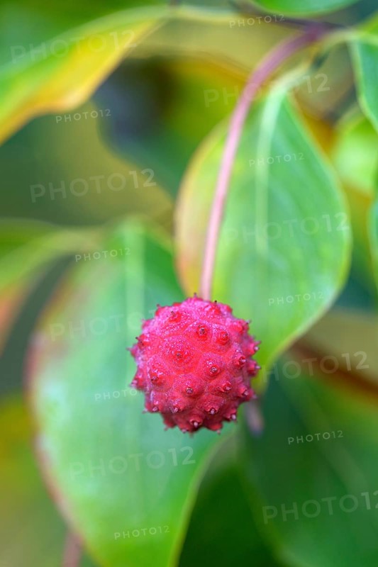 Cornus kuosa chinensis