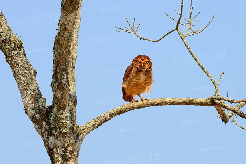 Burrowing owl
