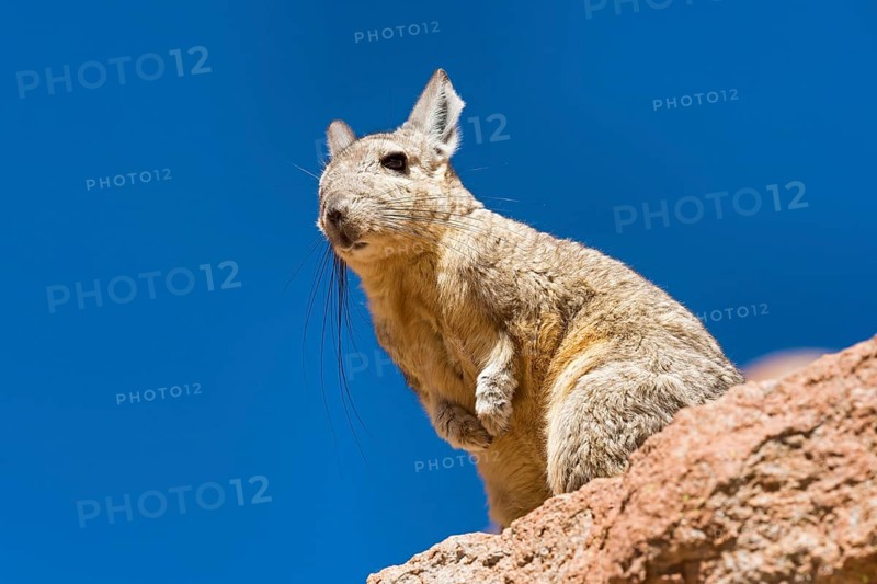 Southern Viscacha