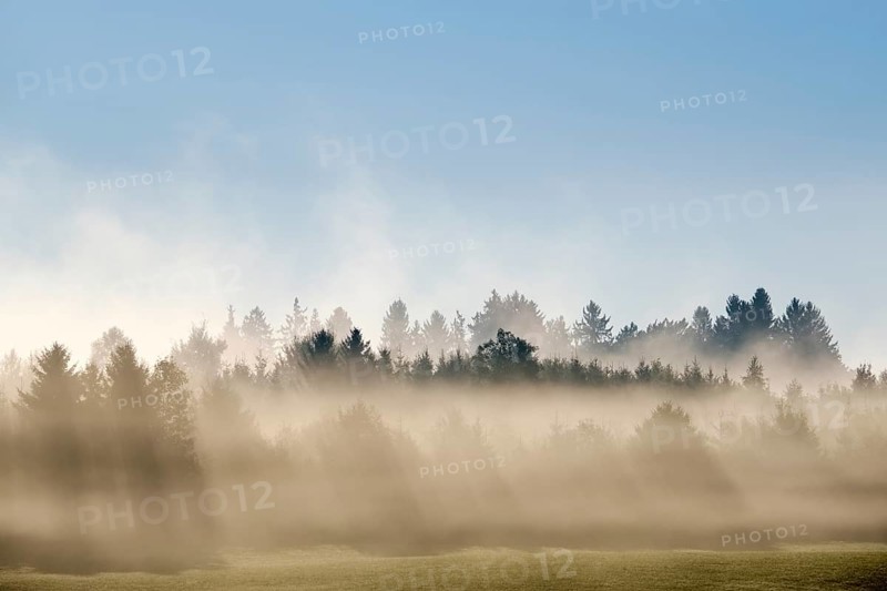 Sunbeams shine through forest in the morning mist