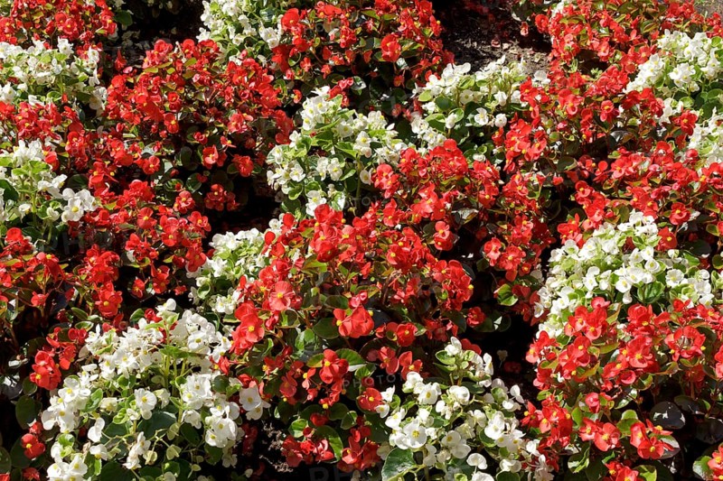 Wax begonia