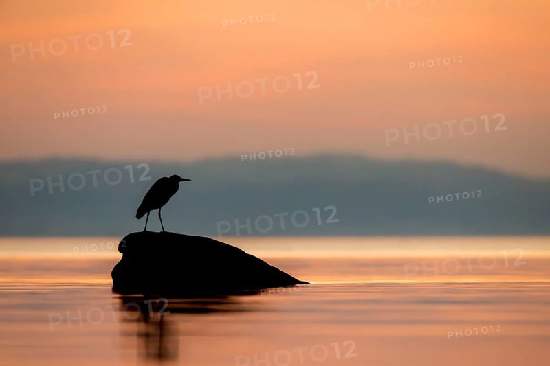 Grey Heron