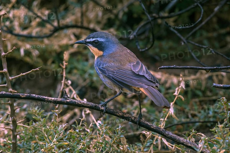 Cape robin-chat