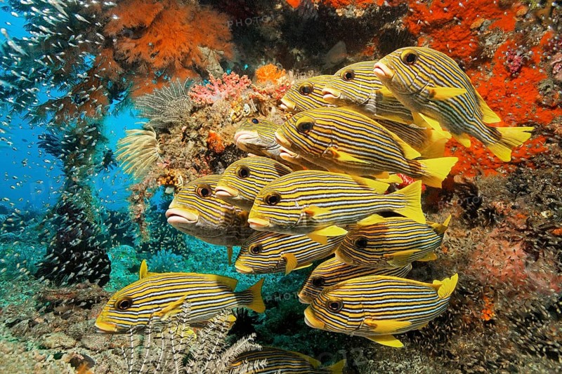 School of Ribboned sweetlips