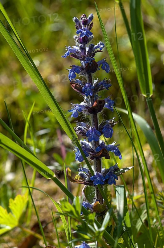 Blue bugle