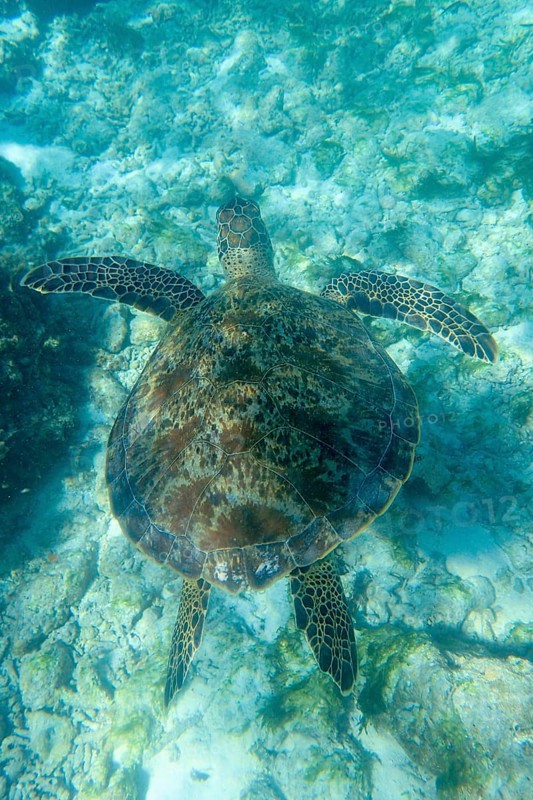 Hawksbill sea turtle