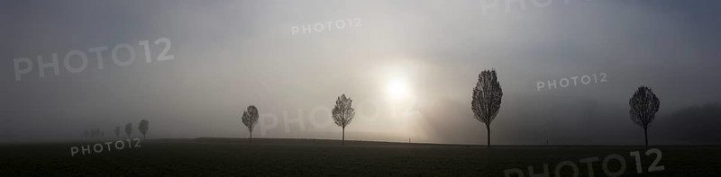 Fog and trees