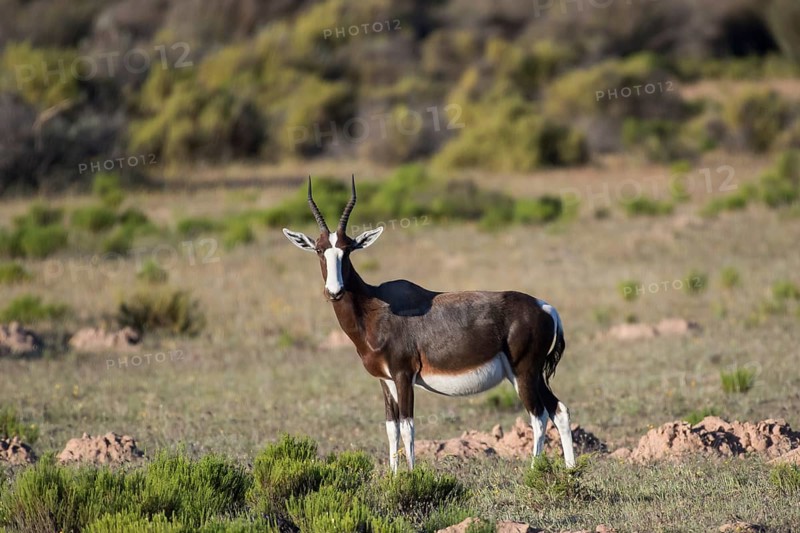Bontebok