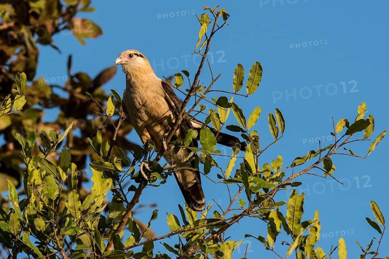 Yellow-headed caracara